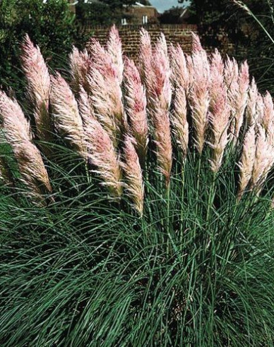 Pampasgras Rose Plume
