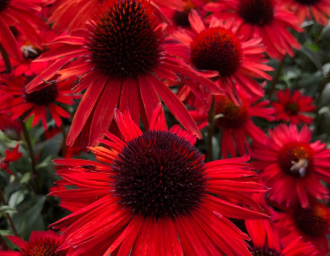 Echinacea Fountain Red