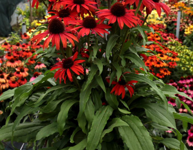 Echinacea Fountain Red