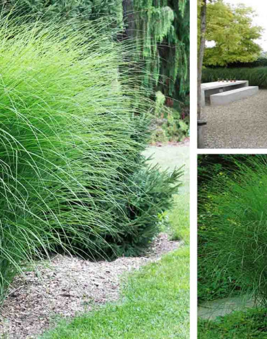 Chinesische Zierpflanze Gracillimus