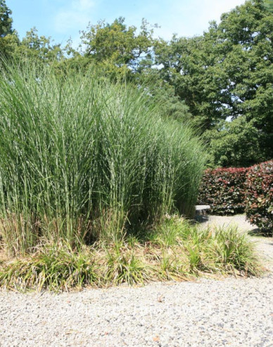 Chinesische Zierpflanze Gracillimus
