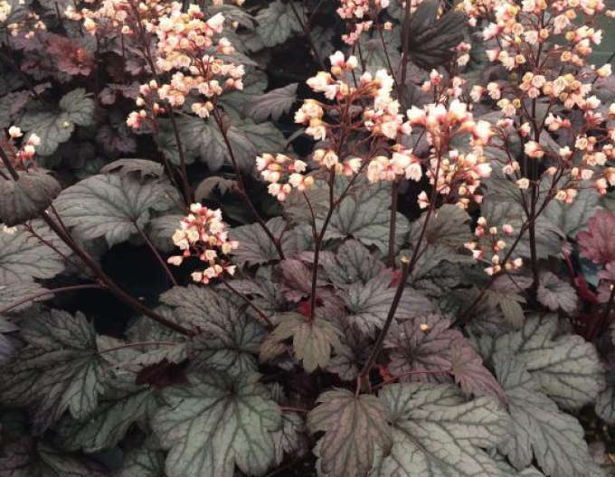 Heuchera Shanghai