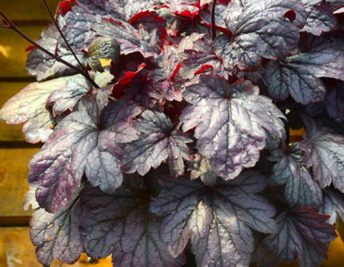 Heuchera Shanghai