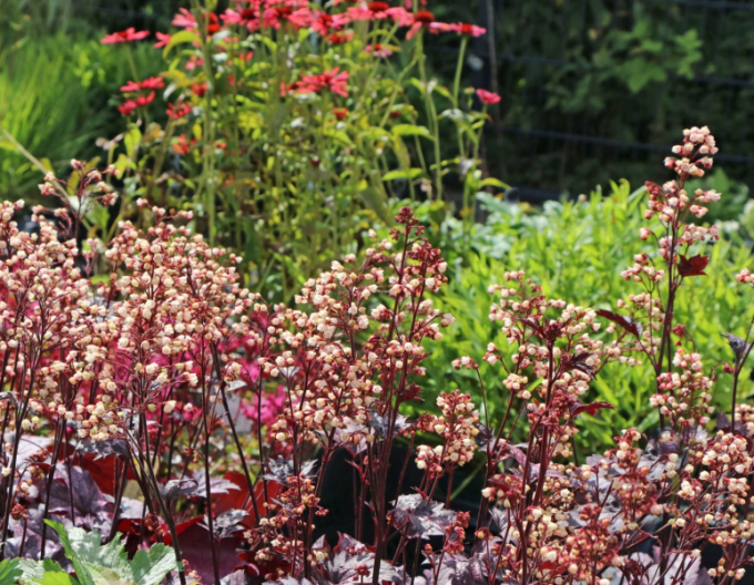 Heuchera Shanghai