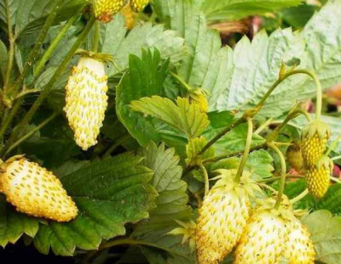 Erdbeere Yellow Wonder