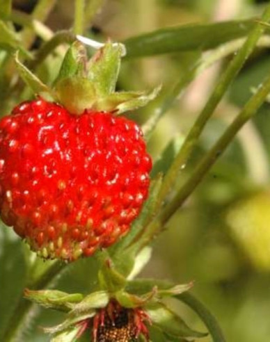 Walderdbeere