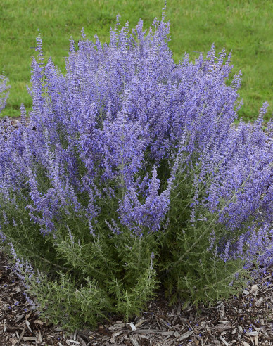 Perovskia Russian Sage