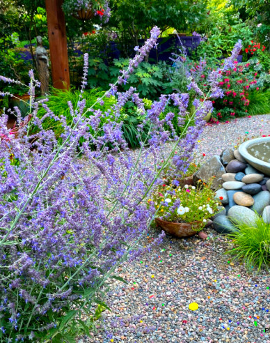 Perovskia Russian Sage
