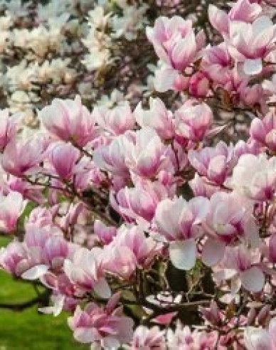 Magnolie Festirose