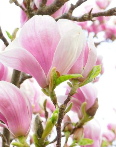 Magnolie Festirose