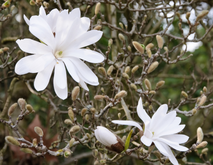 Magnolie Stellata