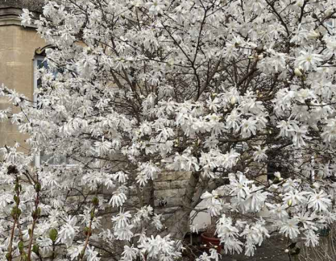 Magnolie Stellata