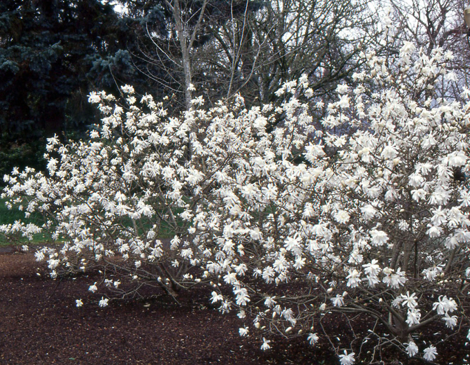 Magnolie Stellata