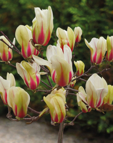 Magnolie Sunrise