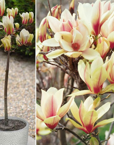 Magnolie Sunrise - Stämmchen