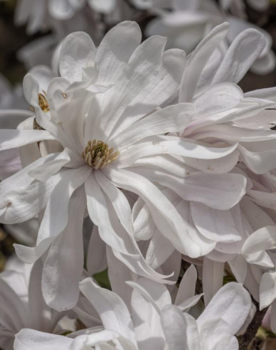 Magnolie St. Waterlily