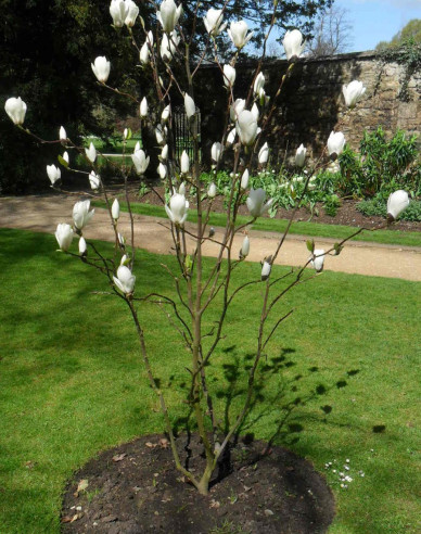 Magnolie Manchu Fan
