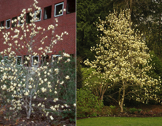 Magnolie Elizabeth