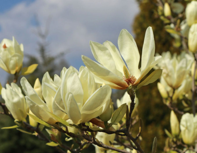 Magnolie Elizabeth