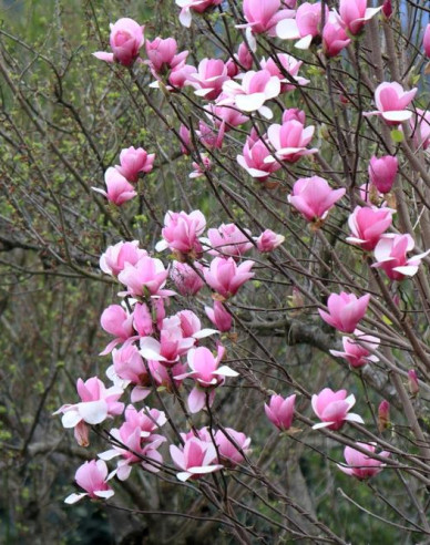 Magnolie Cameo