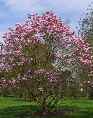 Magnolie Andre Leroy
