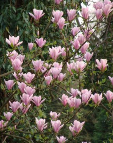 Magnolie Andre Leroy