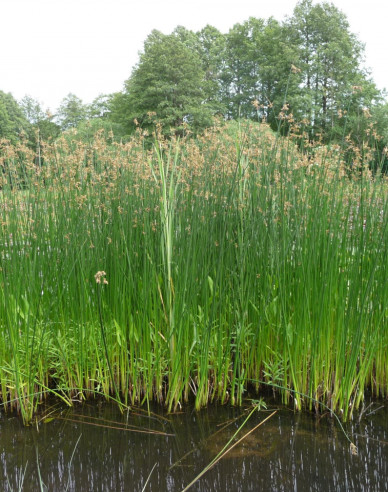 Teich Simse