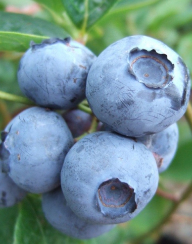 Kanadische Heidelbeere Bluegold