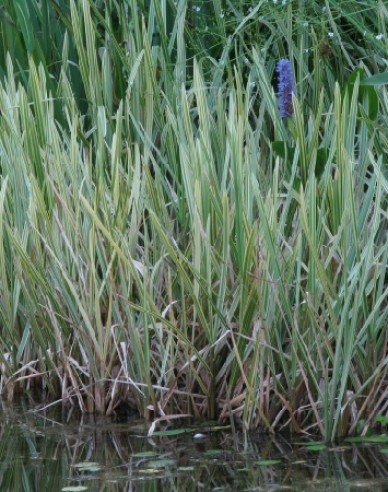 Gartensüßgras  Variegata