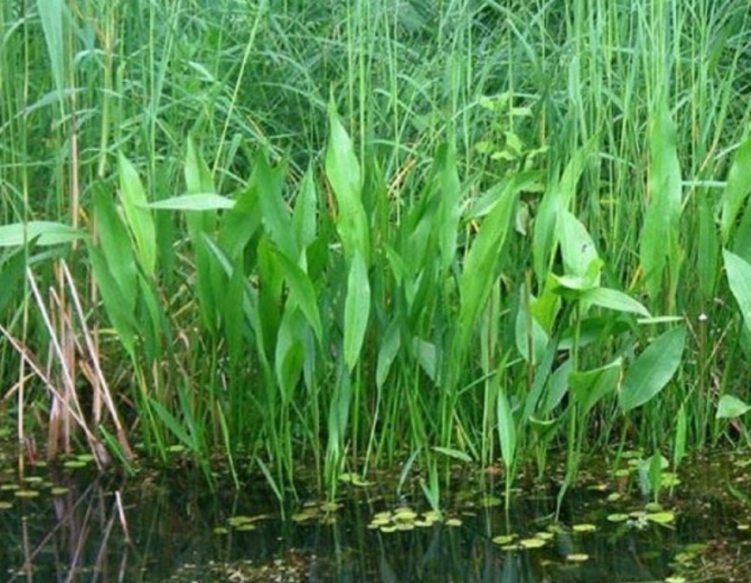 Lanzenblättriger Froschlöffel