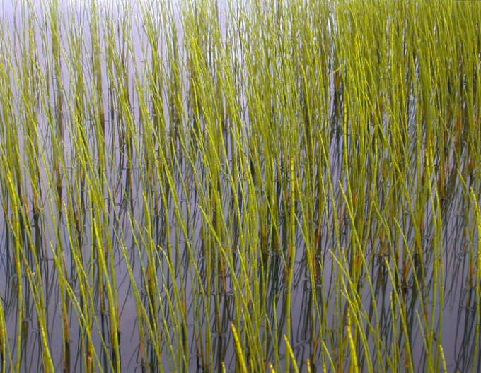 Fluss-Schachtelhalm