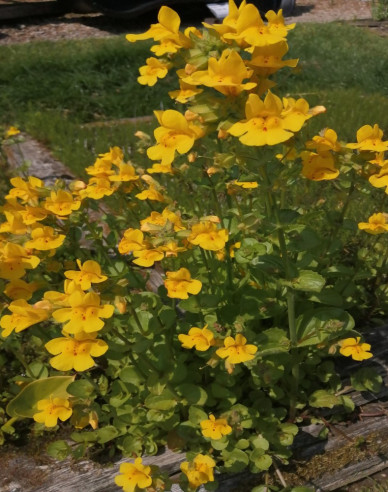 Gauklerblume