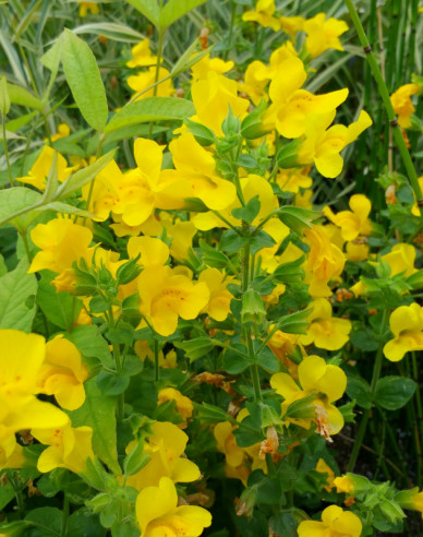 Gauklerblume