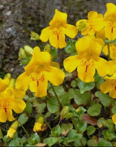 Gauklerblume