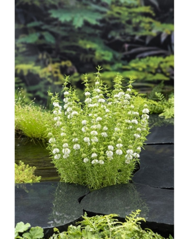 Minze Alba