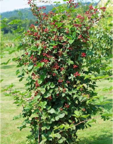 Brombeere Navaho