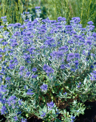 Bartblume "HEAVENLY BLUE"