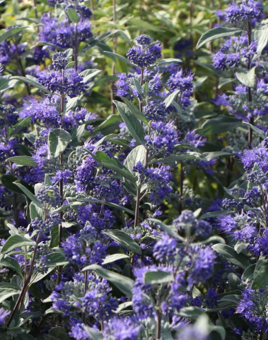 Bartblume "HEAVENLY BLUE"