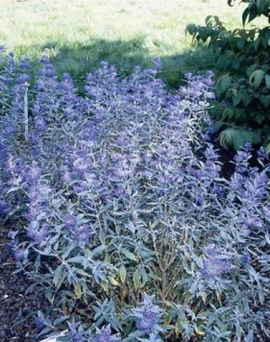 Bartblume "HEAVENLY BLUE"
