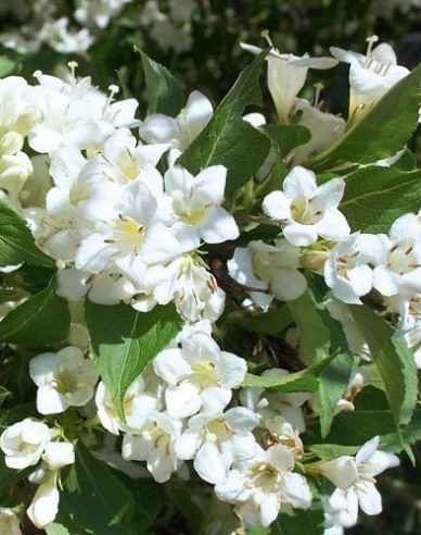 Weigelie Snow Flake