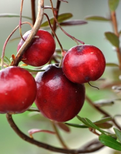 Preiselbeere Big Pearl