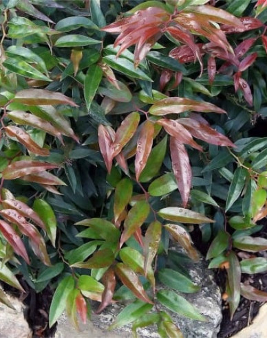 Traubenmyrthe  ROYAL RUBY