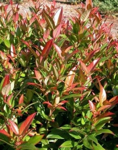 Traubenmyrthe  ROYAL RUBY