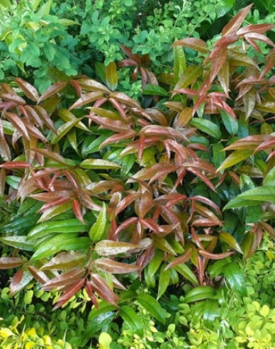 Traubenmyrthe  ROYAL RUBY