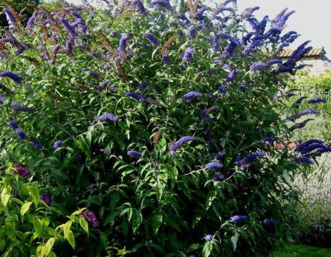 Sommerflieder  Nanho Blue