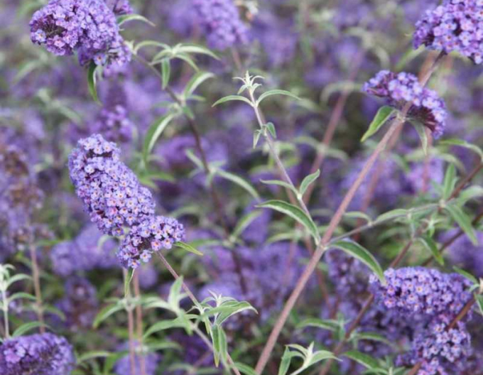 Sommerflieder  Nanho Blue