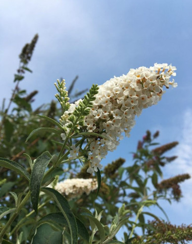 Sommerflieder  White Profusion
