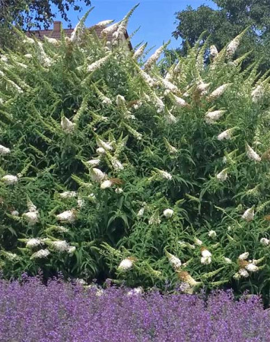 Sommerflieder  White Profusion