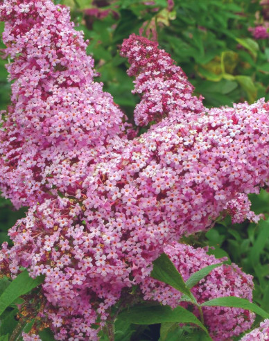 Budleja davidii Pink Delight