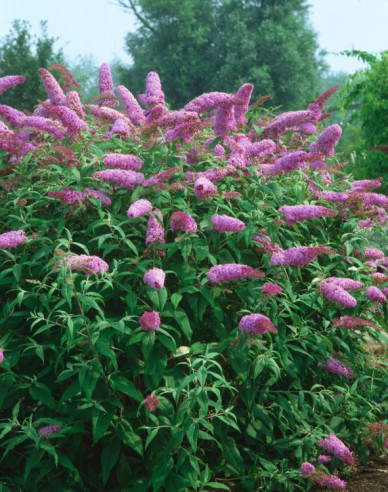 Budleja davidii Pink Delight